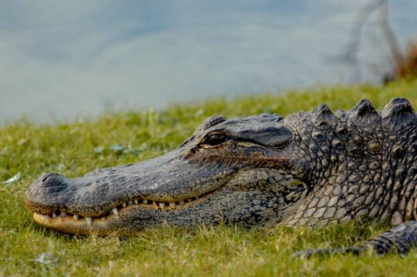 Alligator_Schell - Copy